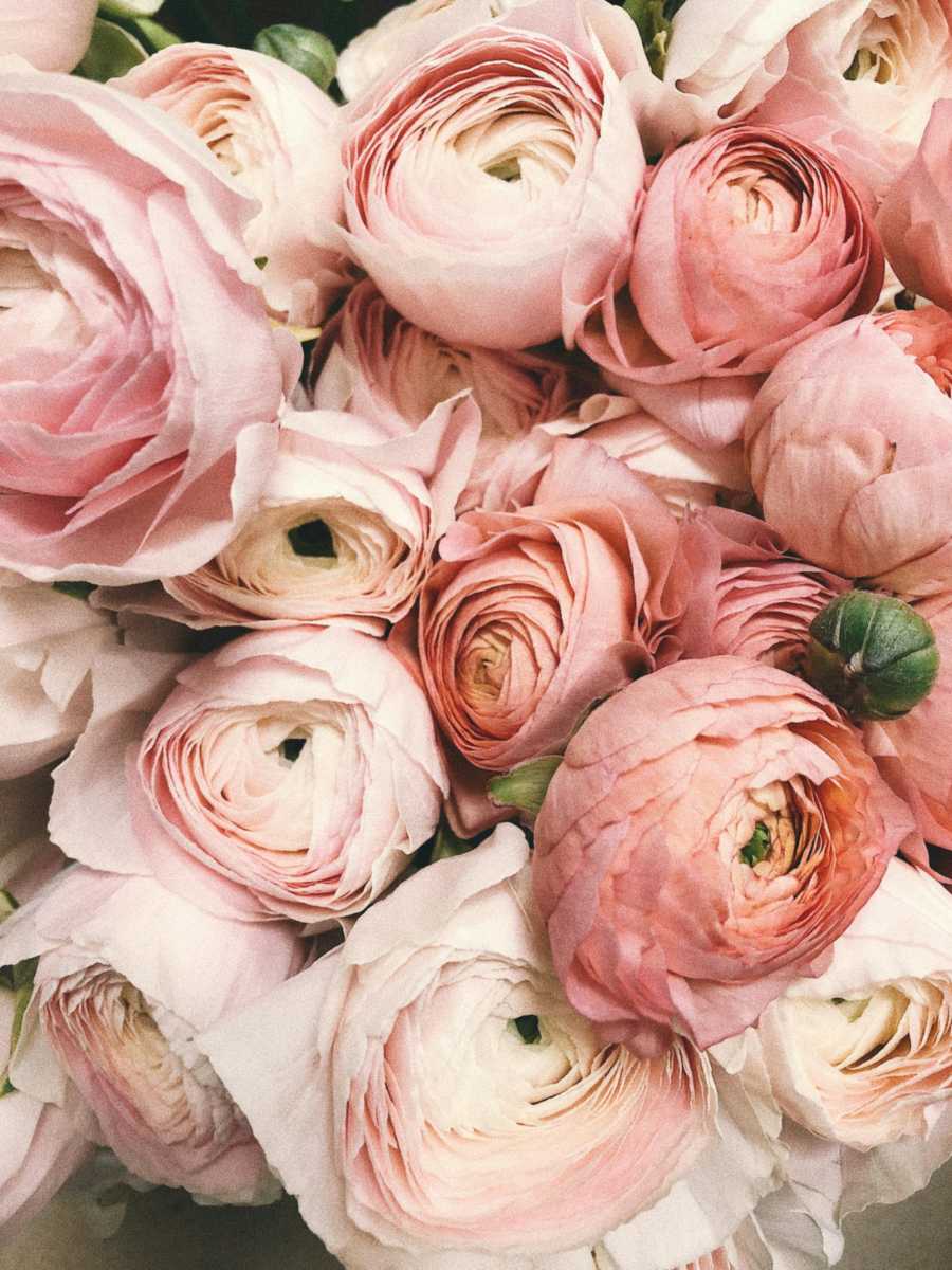 Beautiful flowers in Egypt